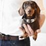 Pampeano 'Roca' Leather Dog Collar, thumbnail 3 of 4