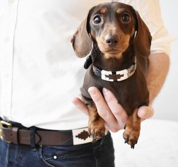 Pampeano 'Roca' Leather Dog Collar, 3 of 4