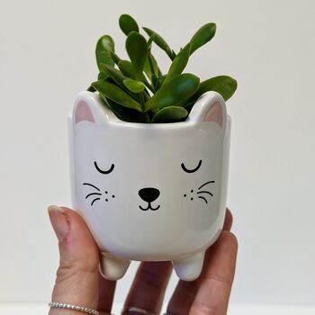 Plant Your Own Succulent Kit With Cat Pot, 5 of 5