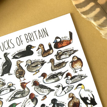 Ducks Of Britain Watercolour Postcard, 11 of 12
