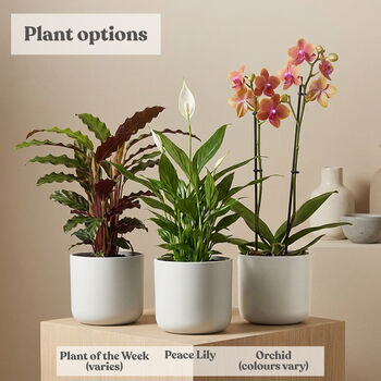 Personalised 50th Birthday Pot With Houseplant, 4 of 6