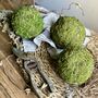 Dried Moss Spheres || Balls, thumbnail 5 of 9