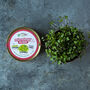 Grow Your Own Microgreens Teeny Greeny Micrology® Kit, thumbnail 6 of 10