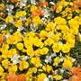 Pansy Delta 'Citrus Mix' 20 X Full Plant Pack, thumbnail 7 of 7