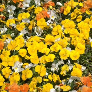 Pansy Delta 'Citrus Mix' 20 X Full Plant Pack, 7 of 7