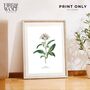 Set Of Six Vintage Botanical Art Prints | A4 Lithograph Style With Latin Names | Wall Art For Home Interiors, thumbnail 4 of 12