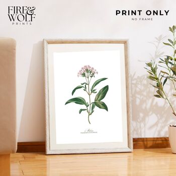 Set Of Six Vintage Botanical Art Prints | A4 Lithograph Style With Latin Names | Wall Art For Home Interiors, 4 of 12