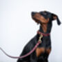 Personalised Luxury Leather Dog Collar, thumbnail 5 of 12