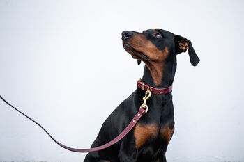 Personalised Luxury Leather Dog Collar, 5 of 12