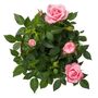 Miniature Rose Blush Pink Two Plants In 10.5cm Pots, thumbnail 4 of 4
