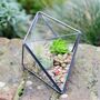 Succulent Air Plant Terrarium Kit Christmas Gift, thumbnail 3 of 3