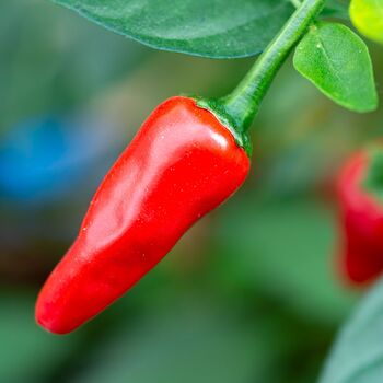 Chilli Pepper 'Apache' In 9cm Pots Plants, 3 of 5