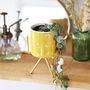 Yellow Bee Print Mini Planter And Stand, H14cm, thumbnail 4 of 5