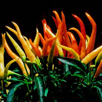 Chilli Demon Red One Large Plant In A One Litre Pot, 5 of 5