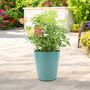 Pieris Forest Flame Evergreen Shrub In 5 L Pot, thumbnail 7 of 7