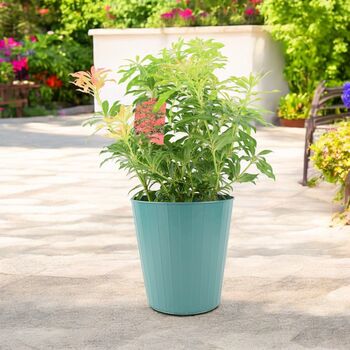 Pieris Forest Flame Evergreen Shrub In 5 L Pot, 7 of 7