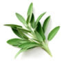 Herb Plants English Sage Two X 9cm Pots, thumbnail 5 of 5