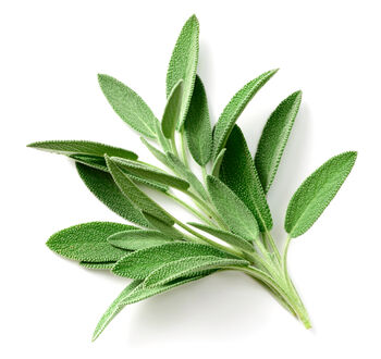 Herb Plants English Sage Two X 9cm Pots, 5 of 5