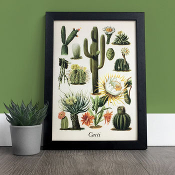 Vintage Cacti Botanical Print, 2 of 3