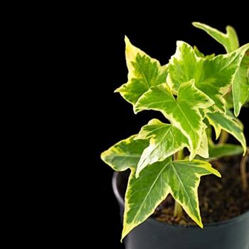 Houseplant Variegated Ivy 'Goldchild', 2 of 6