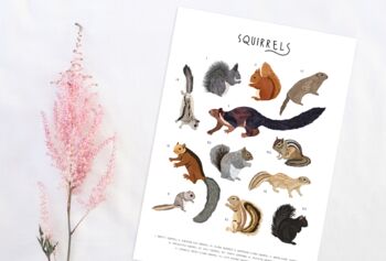 Types Of Squirrels Print, 3 of 3