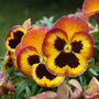 Flowers Pansy 'Fire Surprise' Six X Plant Pack, thumbnail 4 of 5