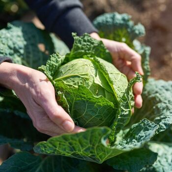 Vegetable Plant Cabbage 'Savoy' 12x Plug Plant Pack, 12 of 12