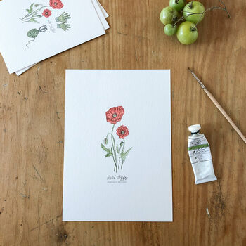‘Field Poppy’ Wildflower Botanical Giclée Art Print, 3 of 3