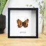 Small Tortoiseshell Insect Bug Moth Butterfly Box Frame Entomology Taxidermy Interior Design Modern Home Decor Wall Hanging Gift Ornament, thumbnail 1 of 3