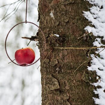 Bird Feeder Metal Ring With Spear, 3 of 4