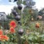 Stylish Cluster Of Five Steel Balls/Cups For Garden Large, thumbnail 1 of 4