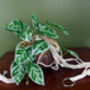 85cm Hanging Artificial Potted Pothos Plant, thumbnail 3 of 3
