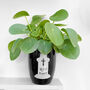 Chinese Money Plant In 9cm Decorative Pot, thumbnail 3 of 4