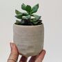 Plant Your Own Succulent Kit With Lamon Pot, thumbnail 5 of 5