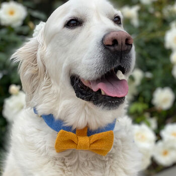 Teddy Blue Harris Tweed Dog Bow Tie, 4 of 4