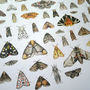 100 Moths Natural History Poster, thumbnail 4 of 5