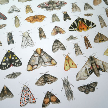 100 Moths Natural History Poster, 4 of 5