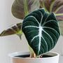 Houseplant Alocasia Reginula 'Black Velvet' 13cm Pot, thumbnail 5 of 7