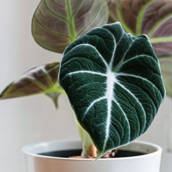Houseplant Alocasia Reginula 'Black Velvet' 13cm Pot, 5 of 7