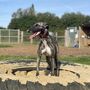 Burgundy Leather Whippet Collar And Matching Lead Set, thumbnail 3 of 10