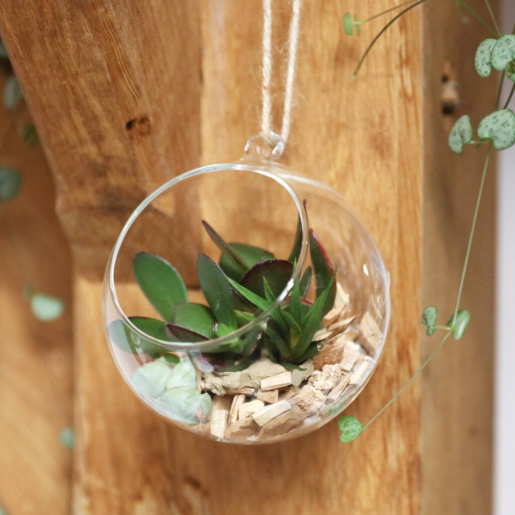 Image of Glass Hanging Terrarium With Cacti