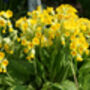 Primula Veris 'Wild Cowslip' In A One Litre Pot, thumbnail 5 of 9