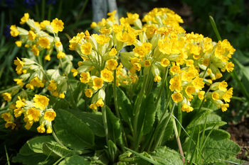 Primula Veris 'Wild Cowslip' In A One Litre Pot, 5 of 9