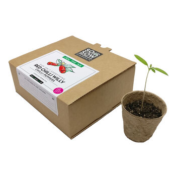 Red Chilli Willy Chilli Pepper Grow Your Own Kit, 7 of 7