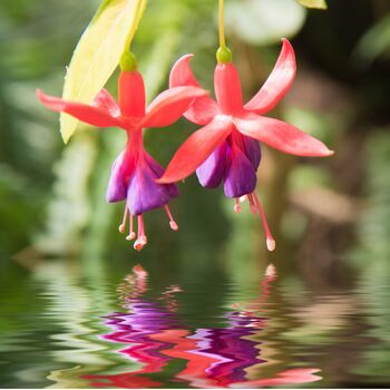 Garden Perennial Fuchsia One Litre Pot, 4 of 5