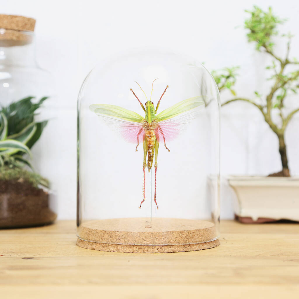 Rose Winged Grasshopper Bell Jar By Curated Studio