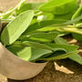 Gardening Gift. Grow Your Own Herbs. Sage Seeds Kit, thumbnail 3 of 4