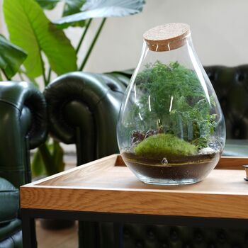 Terrarium Kit With Glass And Plants H: 37 Cm | Zurich, 7 of 8