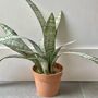 Artificial Sansevieria In Pot Large, thumbnail 2 of 5