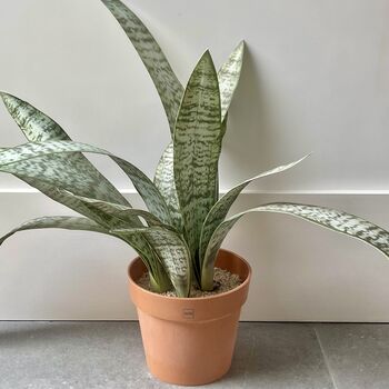 Artificial Sansevieria In Pot Large, 2 of 5